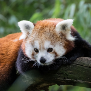 Red Panda Pfp