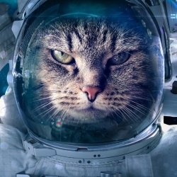 Download Astronaut Cat Funny  PFP