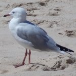 Lone Seagull by lonewolf6738