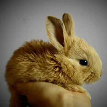  Furry Little Bunny
