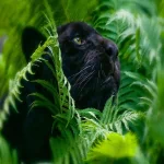 Animal black panther PFP