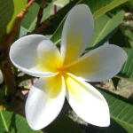  Frangipani Flower