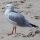 Seagull