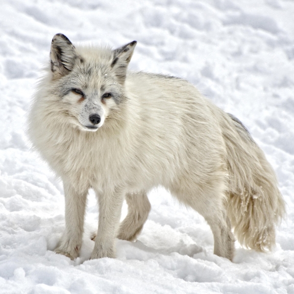 Arctic Fox in the Snow by diapicard