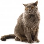 Download Animal Cute PFP