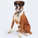  Boxer Dog