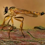  Mozzie The Mosquito