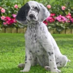  English Setter