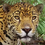Animal leopard PFP