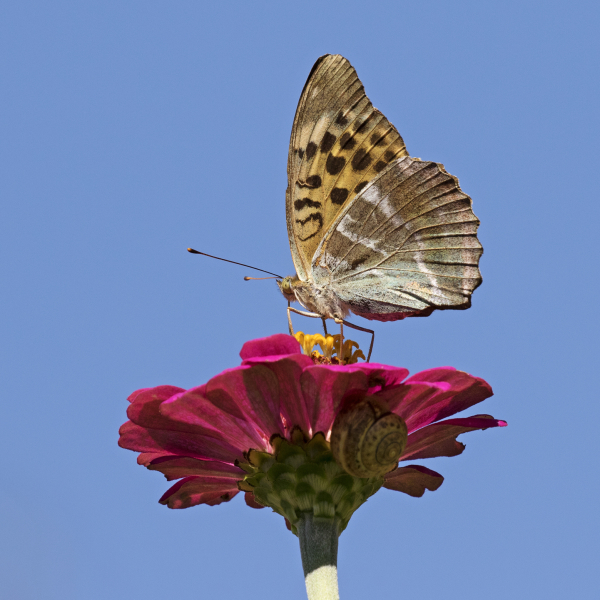 Butterfly Pfp by Zeynel Cebeci