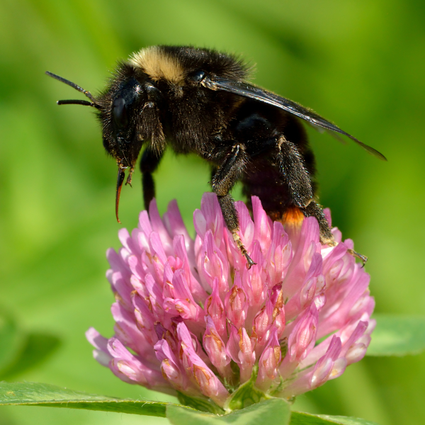Bumblebee Pfp by Ivar Leidus