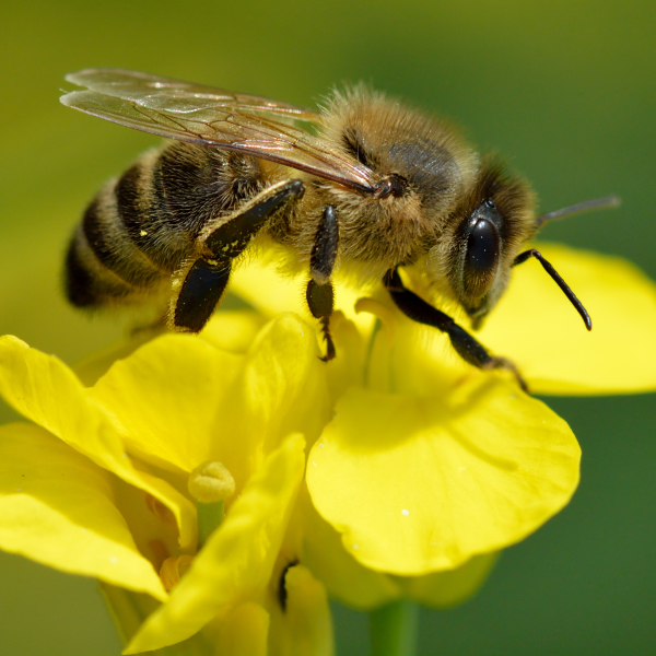 Bee Pfp by Ivar Leidus