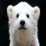 Polar Bear Forum Avatar | Profile Photo - ID: 14291 - Avatar Abyss