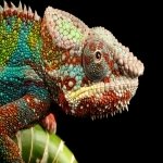 Download Animal Chameleon PFP