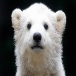 Download Animal Polar Bear PFP