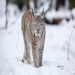 Animal lynx PFP