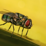 Blow Fly (Chrysomya albiceps Species) by Muhammad Mahdi Karim