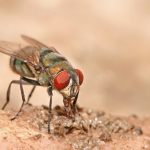 Old World blow fly (Chrysomya) by Muhammad Mahdi Karim