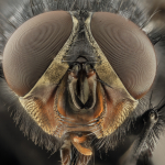 Blue bottle fly (Calliphora species) by USGS Bee Inventory and Monitoring Lab