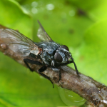 Tachina Fly (Tachinidae species) by Richard Bartz