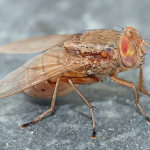 Blow Fly (Bengalia species) by Muhammad Mahdi Karim