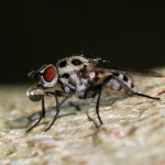 Root-maggot Fly (Delia radicum) species by Alvesgaspar