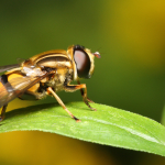 Hoverfly Pfp by Mdf