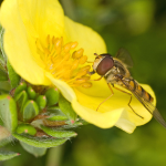 Hoverfly Pfp by Pjt56