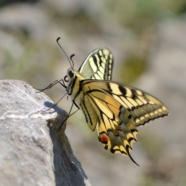 Swallowtail Butterfly Pfp by Böhringer Friedrich