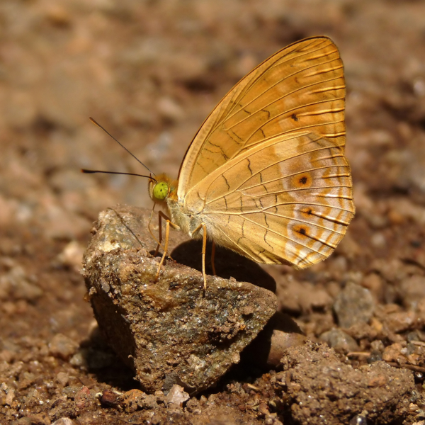 Butterfly Pfp by Jee & Rani Nature Photography