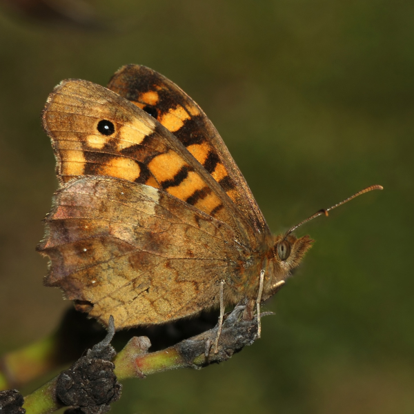 Butterfly Pfp by Alvesgaspar