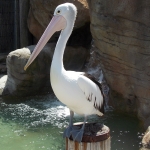 Pelican at Taronga Zoo, Sydney by lonewolf6738