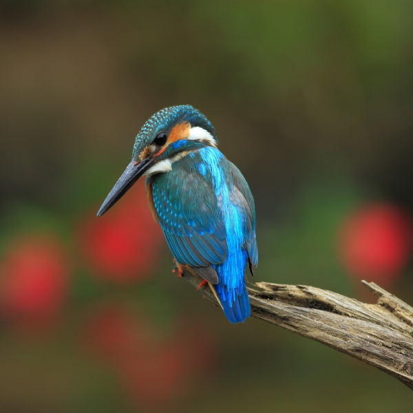 Kingfisher Pfp