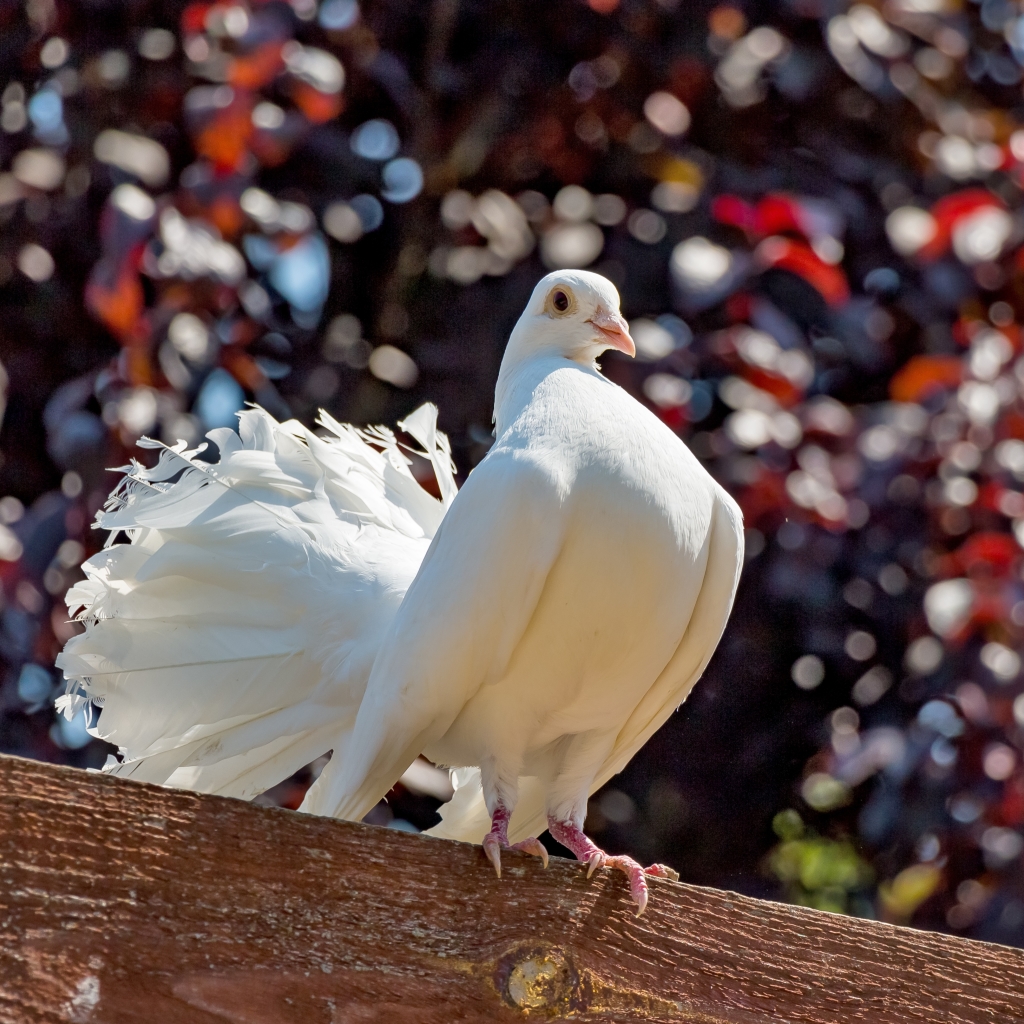 Fantail pigeon by Bergadder
