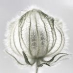 Download Nature Plant PFP