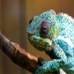 Download Animal Chameleon PFP