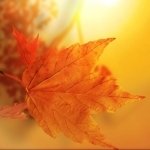 Download Nature Fall PFP