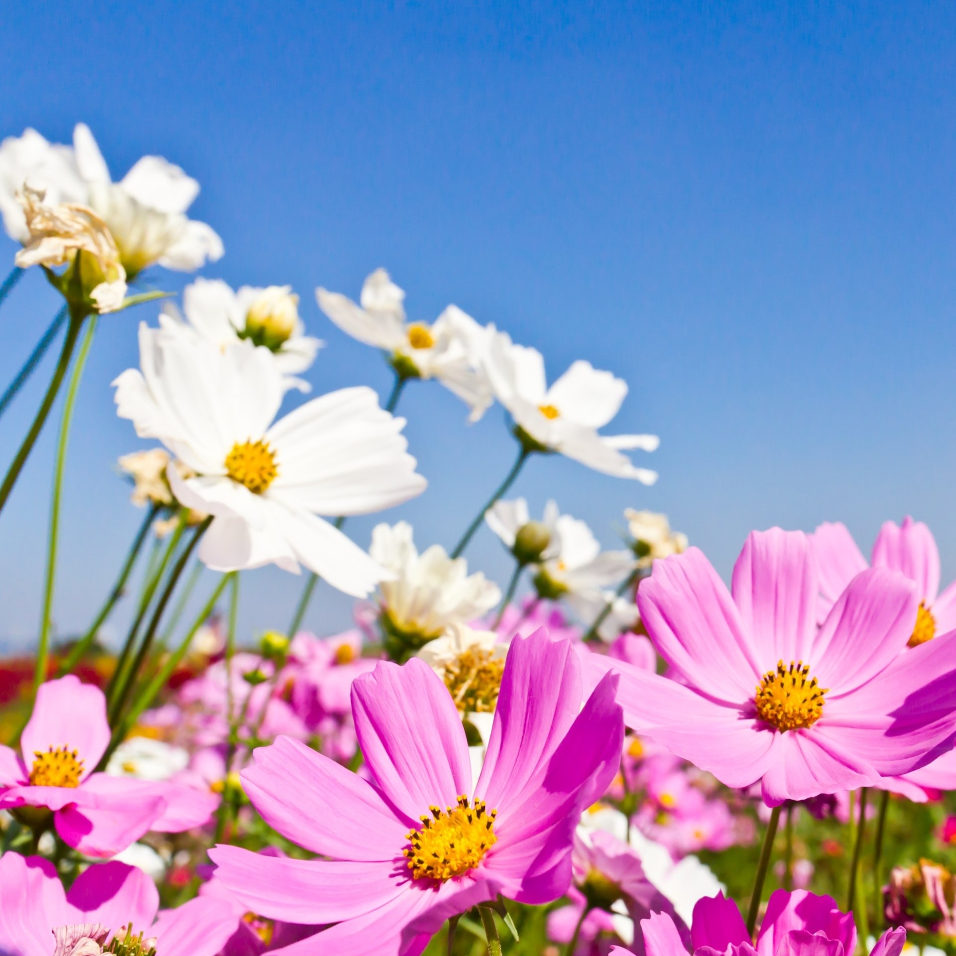 Download Summer White Flower Pink Flower Flower Nature Cosmos PFP