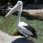 Anyone Got A Fish by lonewolf6738