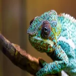Animal chameleon PFP