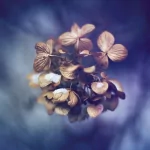 nature blossom PFP