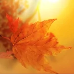 nature fall PFP