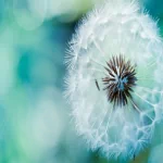 nature dandelion PFP