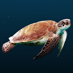 Sea Turtle by Mobibit
