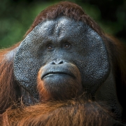 Orangutan Pfp