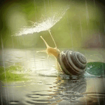 A snail crawls on a wet surface under the rain, holding a delicate leaf above its head.