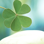 Close-up of a green four-leaf clover set against a soft blue background, used as a nature-themed forum avatar/profile photo.