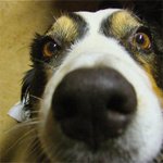 Fisheye close-up of a dog's face with a prominent nose — an animal portrait used as a forum avatar/profile photo.