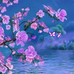 Profile photo featuring vibrant pink blossoms over a calm water surface, blending nature's beauty with a serene, peaceful atmosphere.