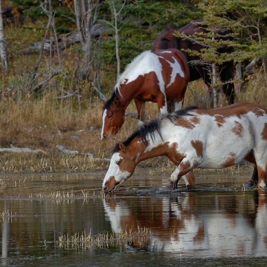 Download Animal Horse PFP